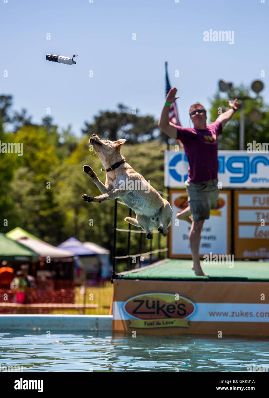 Dock Dogs jumping competition in South Carolina, USA. Dogs can jump up