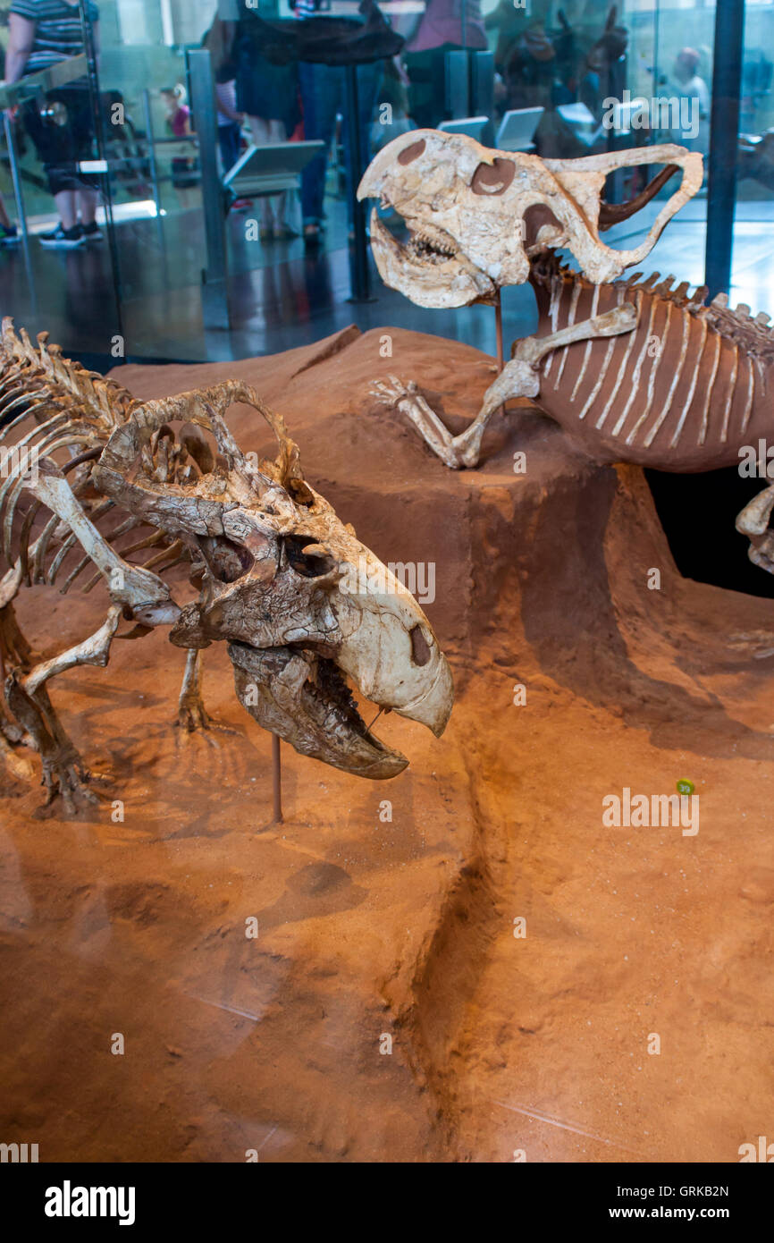 Detail from American Museum of Natural History in New York. Stock Photo