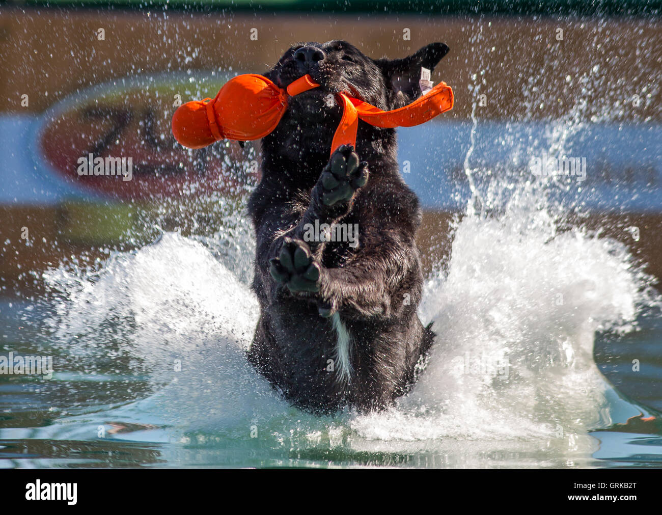 Dock Dogs jumping competition in South Carolina, USA. Dogs can jump up