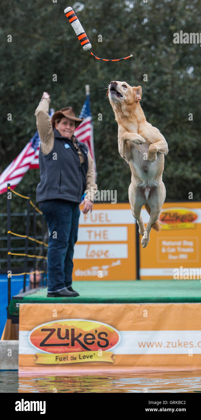 Dock Dogs jumping competition in South Carolina, USA. Dogs can jump up