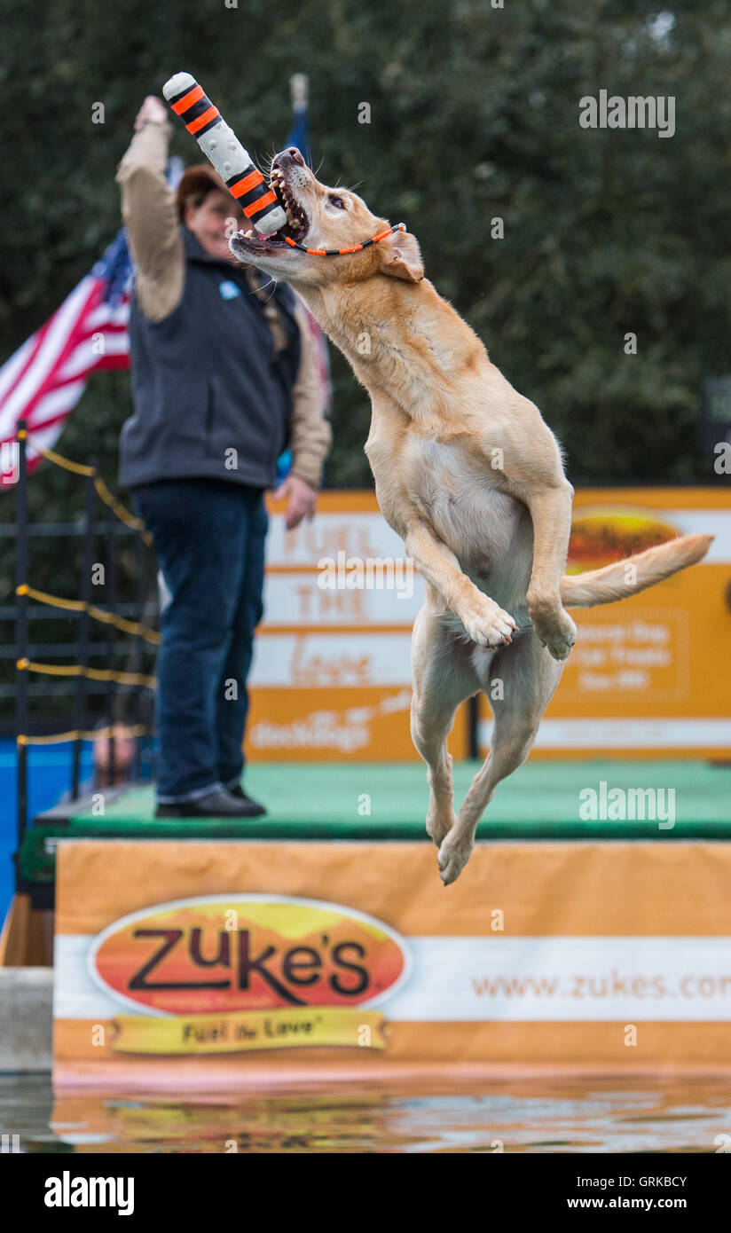 Dock Dogs jumping competition in South Carolina, USA. Dogs can jump up