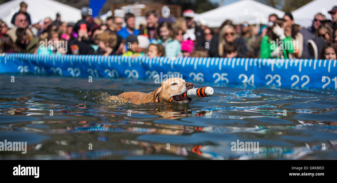 Dock Dogs jumping competition in South Carolina, USA. Dogs can jump up