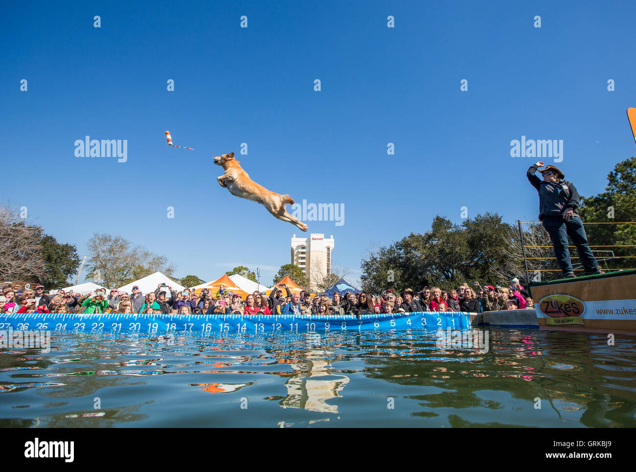 Dock Dogs jumping competition in South Carolina, USA. Dogs can jump up
