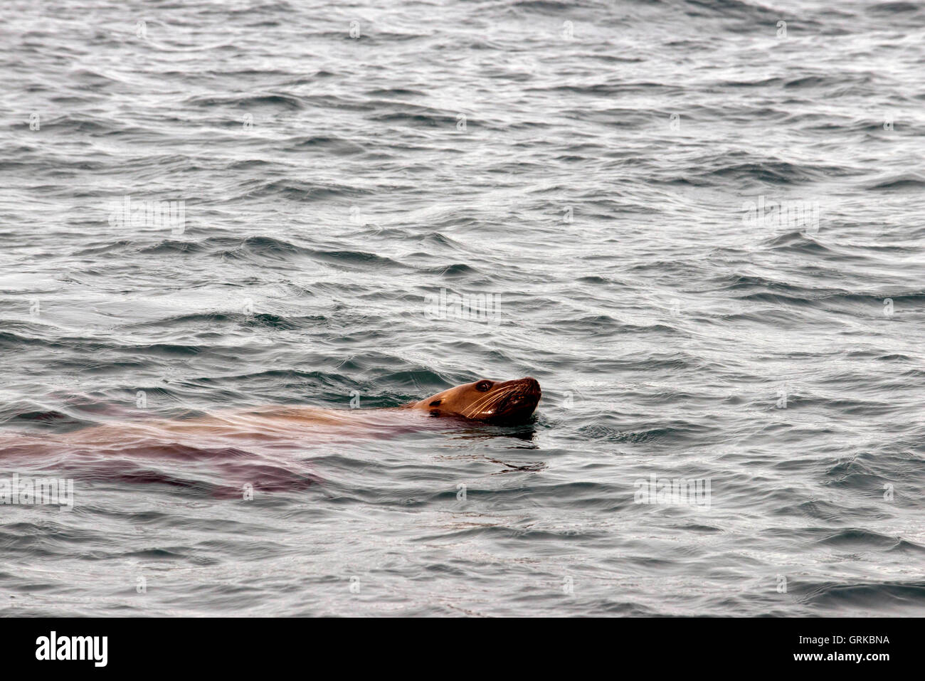 Harbour seal (Phoca vitulina) in Scenery Cove in the Thomas Bay region