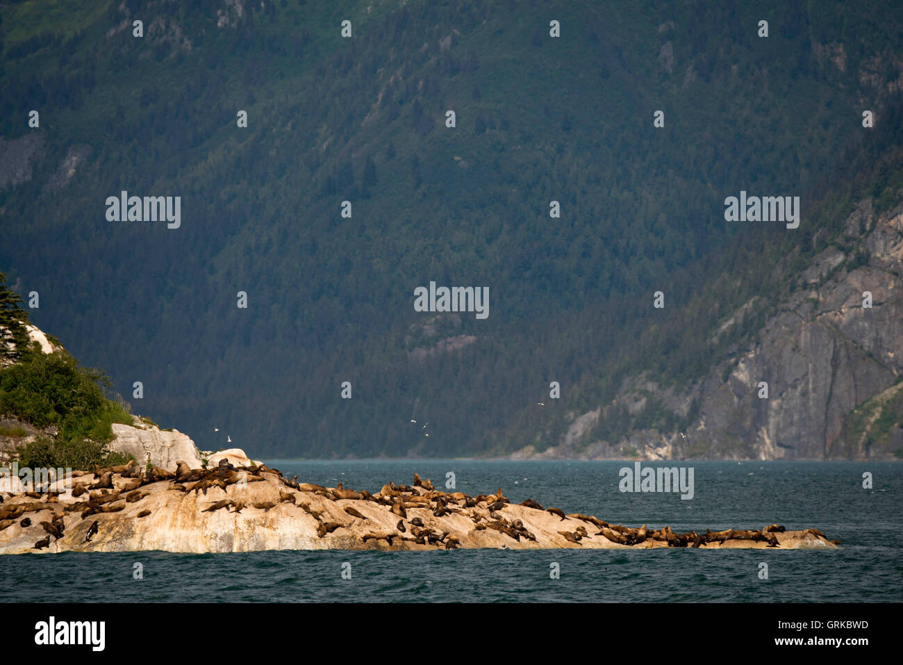 Birds at south marble island hires stock photography and images Alamy