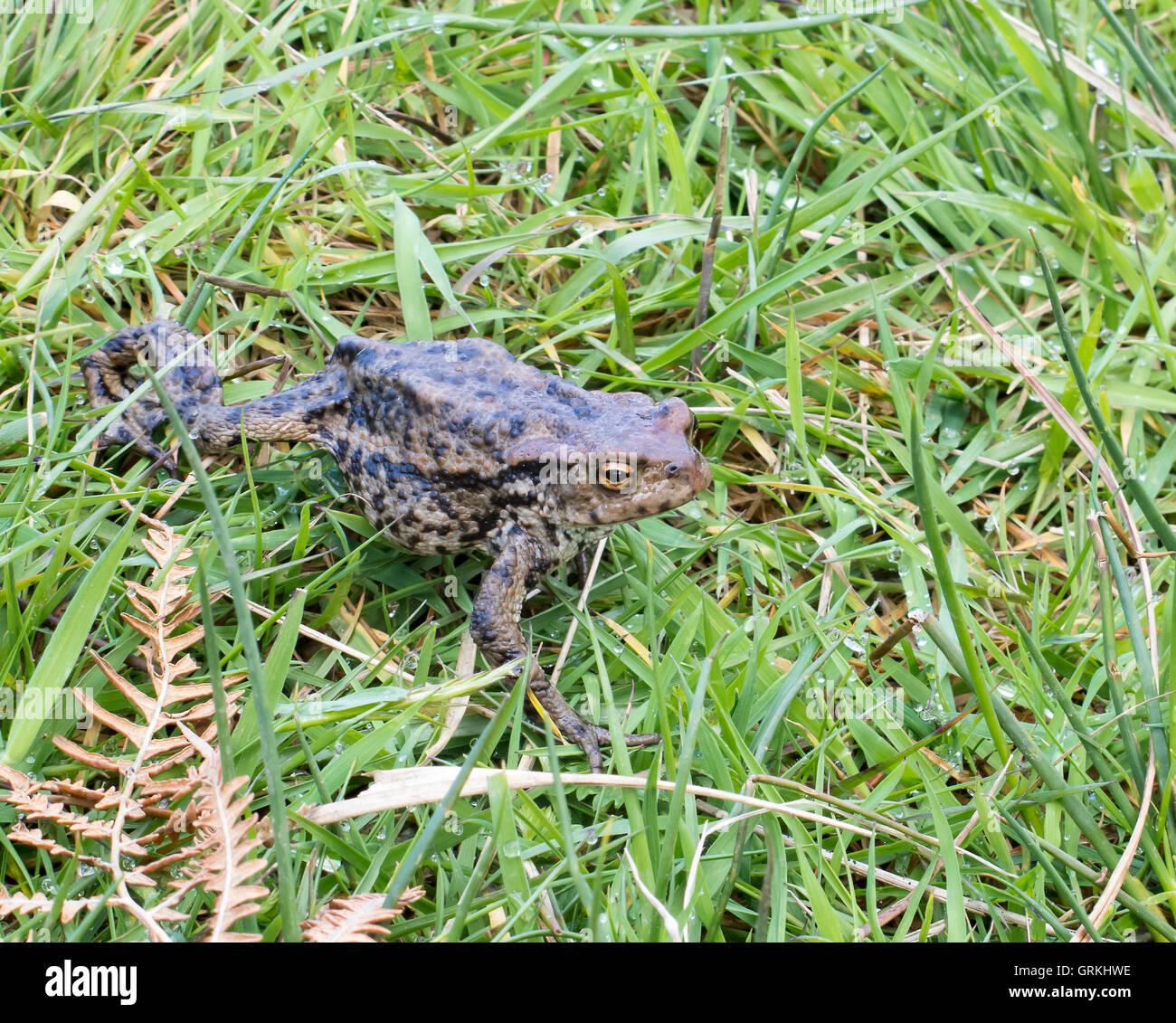 Toad walking across grass Stock Photo