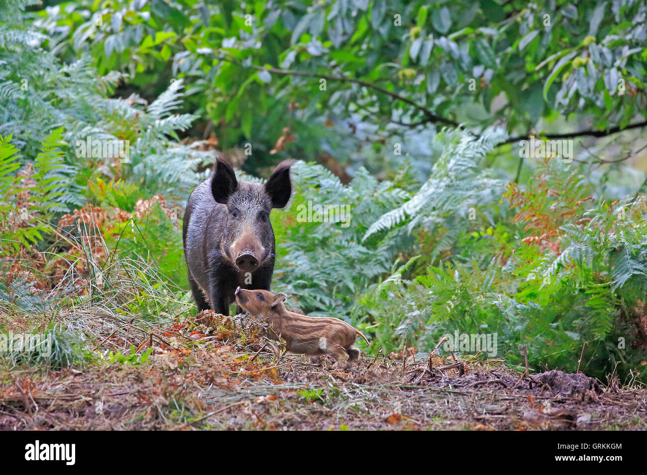 Wild Boar and piglet in the Forest of Dean Stock Photo