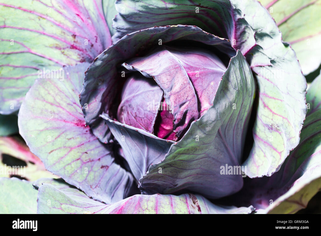 Vegetable garden bed growing cabbage hi-res stock photography and images - Alamy
