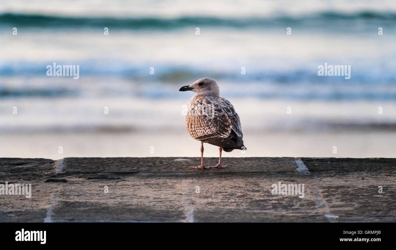 Seagull sitting on the edge of stone parapet in front of a sea Stock Photo