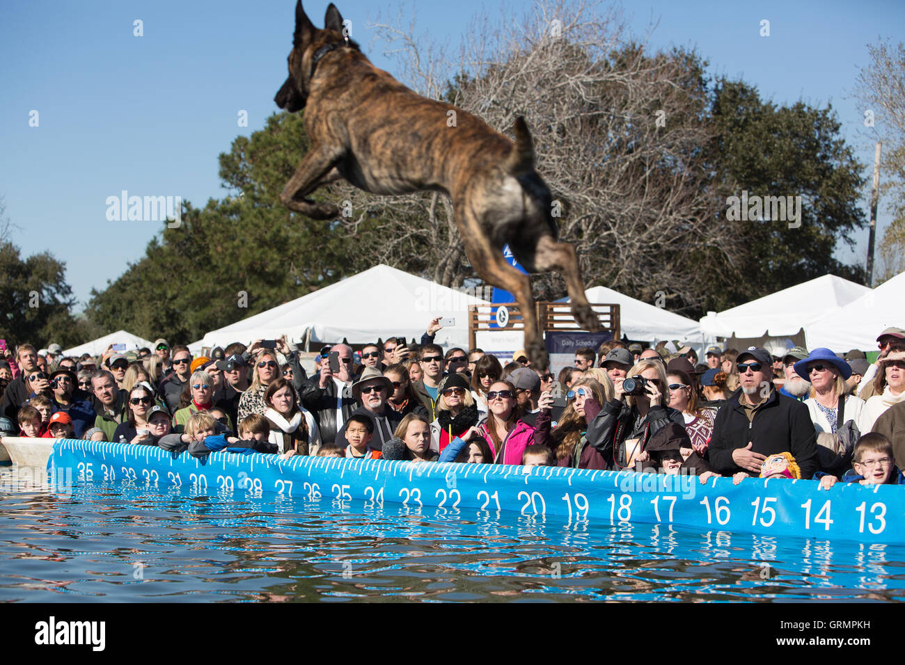 Dock Dogs jumping competition in Charleston, South Carolina. Dogs can