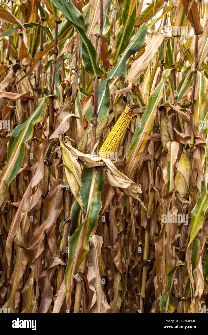 Ripe corn cob in cultivated agricultural corn field ready for harvest ...