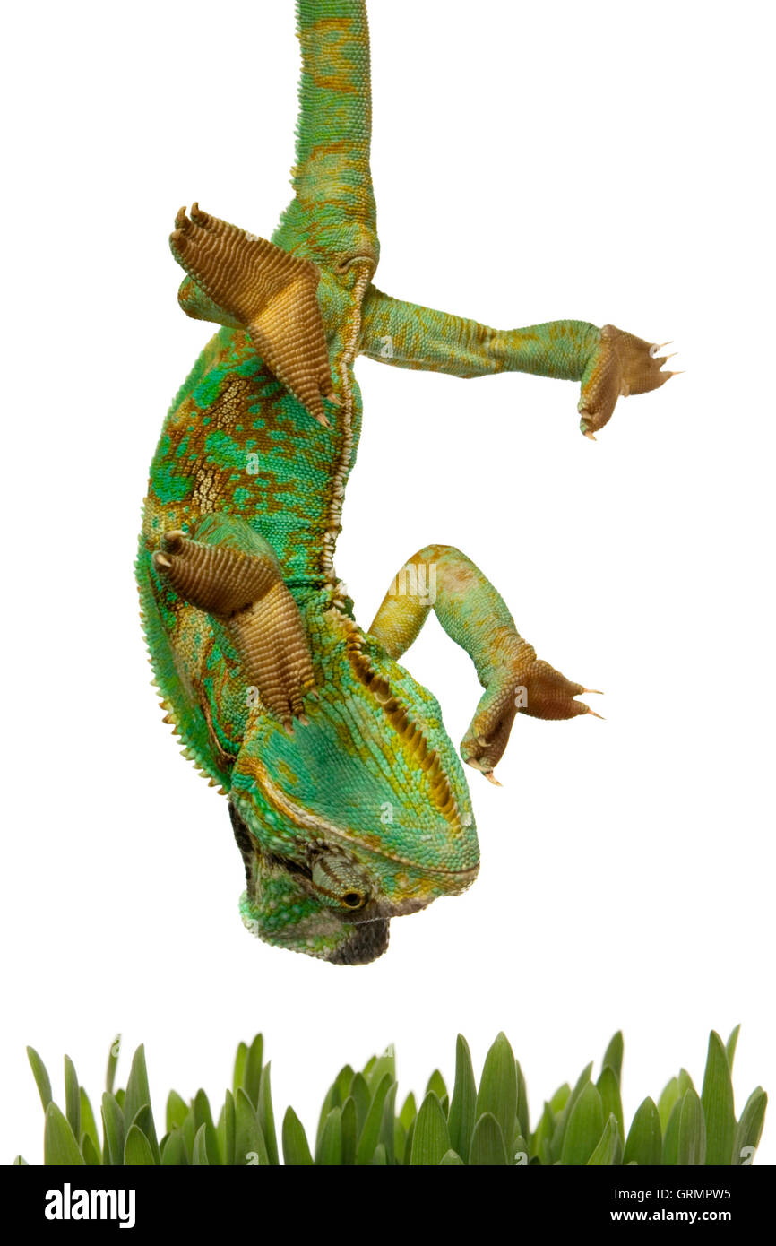 Green chameleon over white background Stock Photo