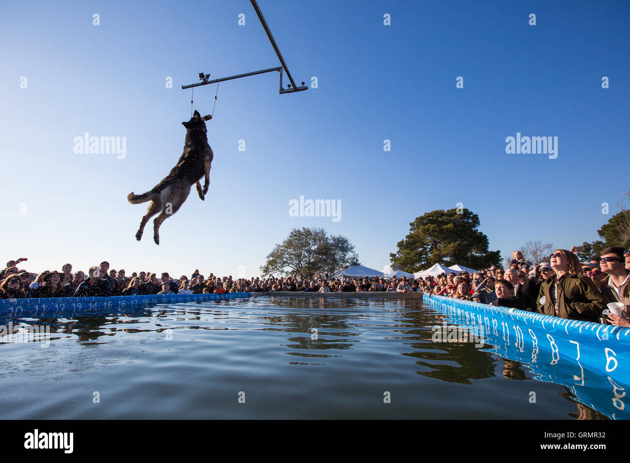 What Is Dog Dock Jumping