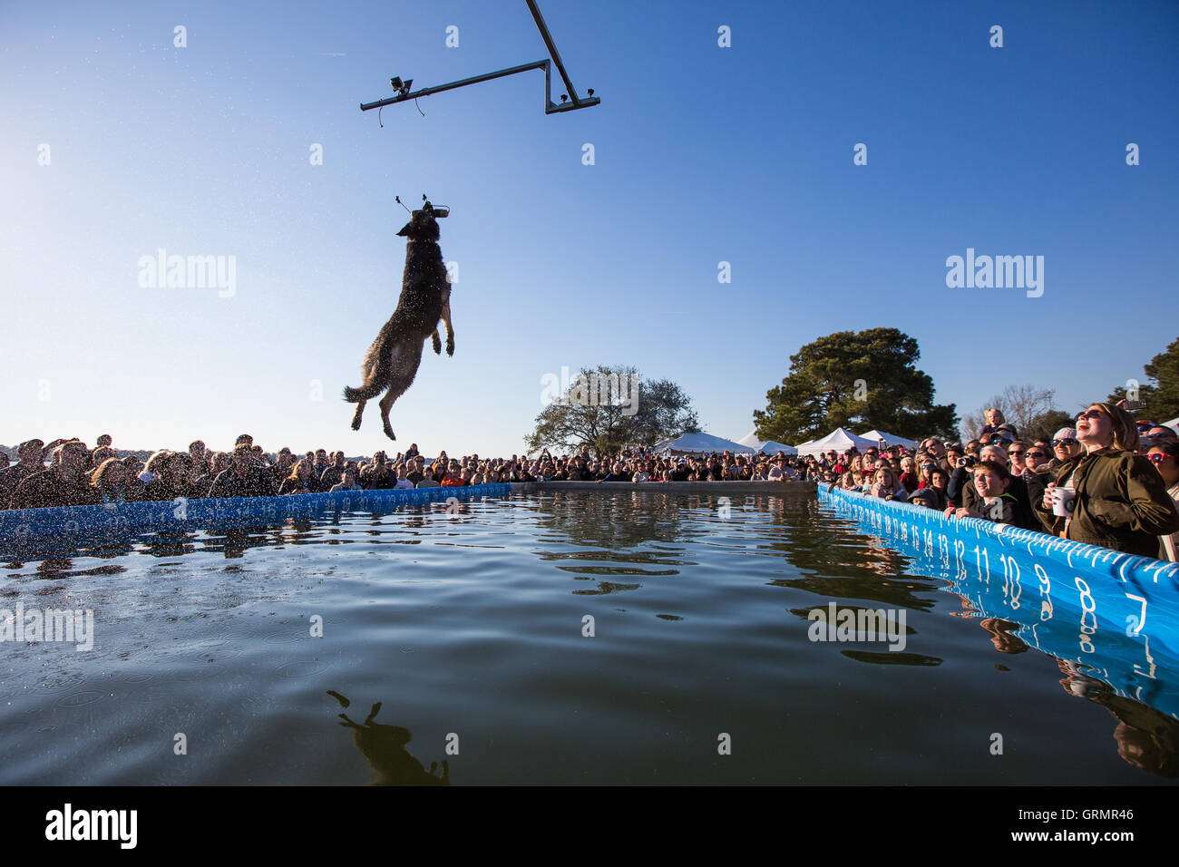 Dogs jump hi-res stock photography and images - Alamy