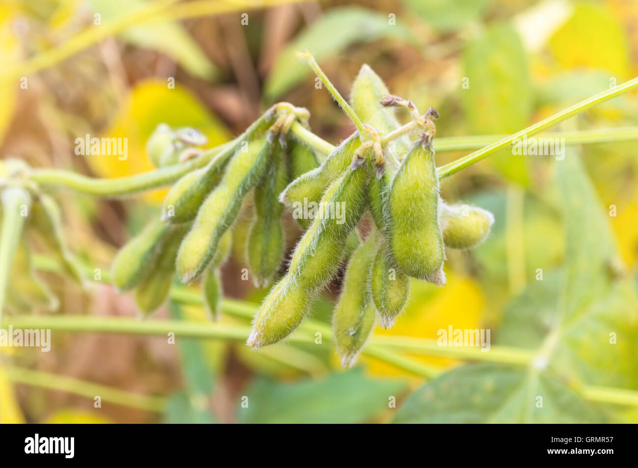 Soybean plant hires stock photography and images Alamy