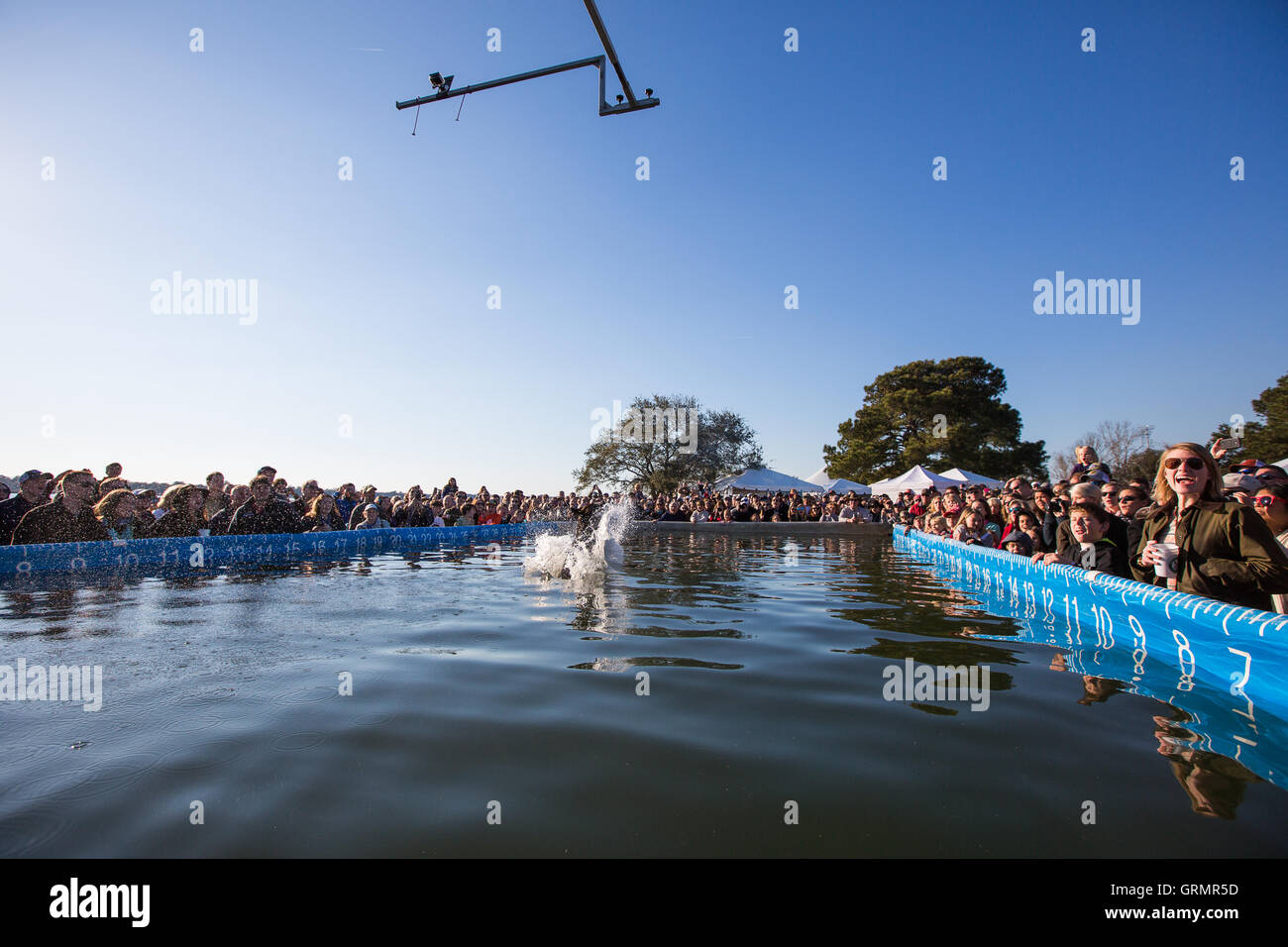 Dock Dogs jumping competition in Charleston, South Carolina. Dogs can