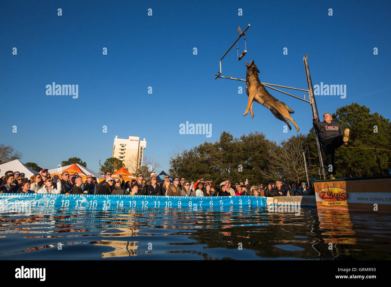 Dock Dogs jumping competition in Charleston, South Carolina. Dogs can