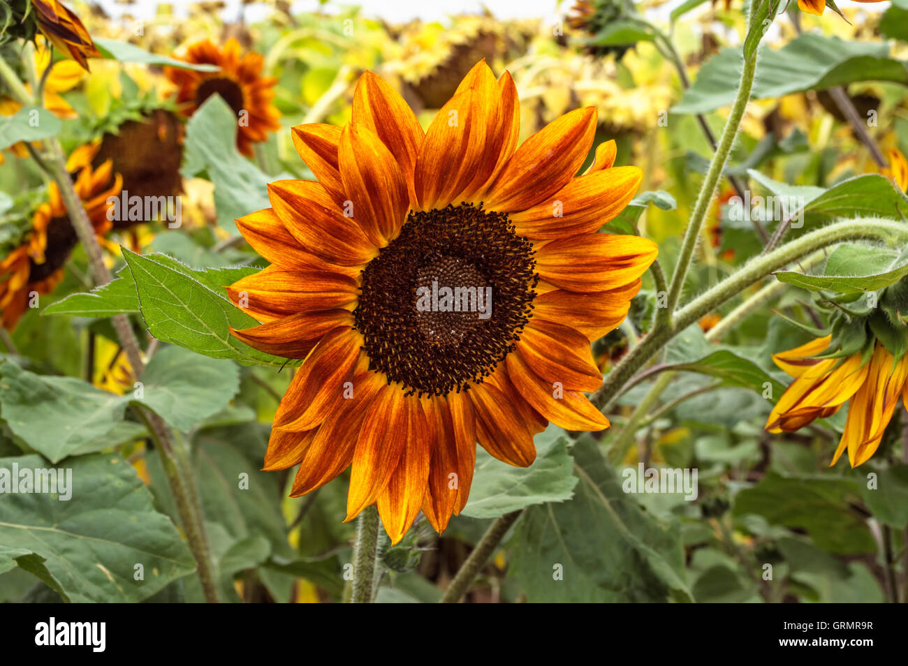 Beautiful, unusual red and yellow sunflower in field. Selective focus Stock Photo Alamy