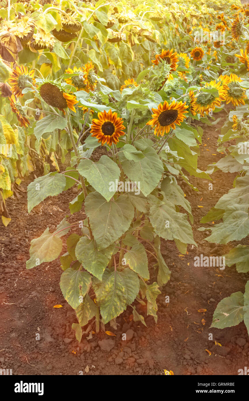 Beautiful, unusual red and yellow sunflower in field. Selective focus Stock Photo Alamy