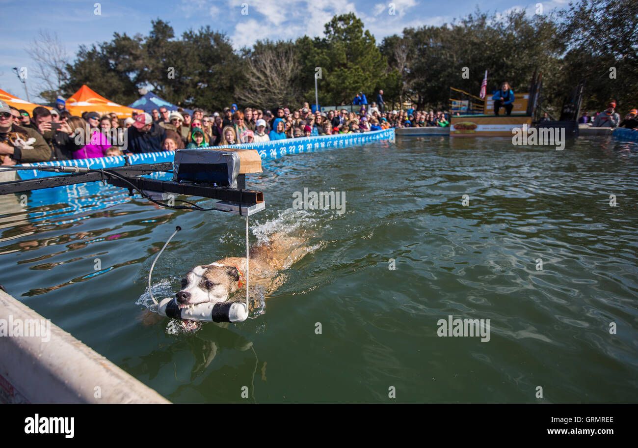Dock Dogs Jumping competition in Charleston, South Carolina. Dogs can