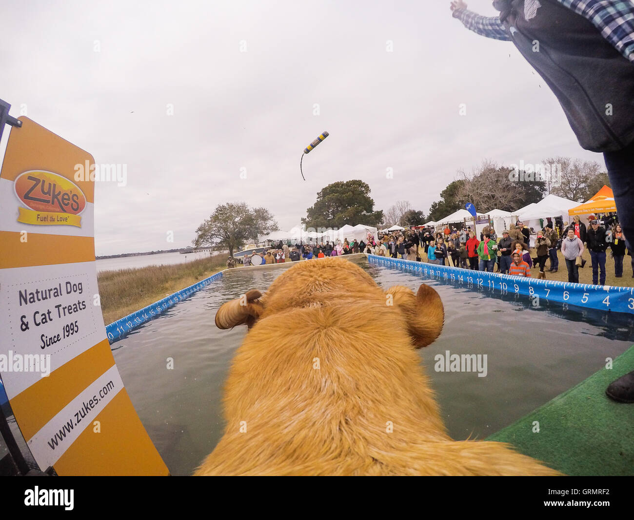 Dock Dogs Jumping competition in Charleston, South Carolina. Dogs can