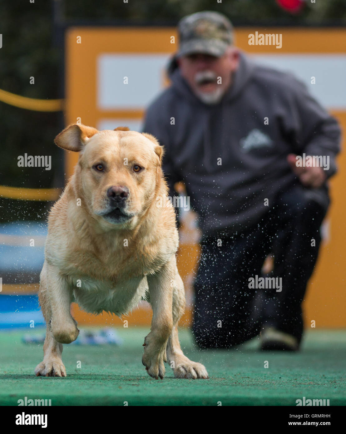 Dock Dogs Jumping competition in Charleston, South Carolina. Dogs can