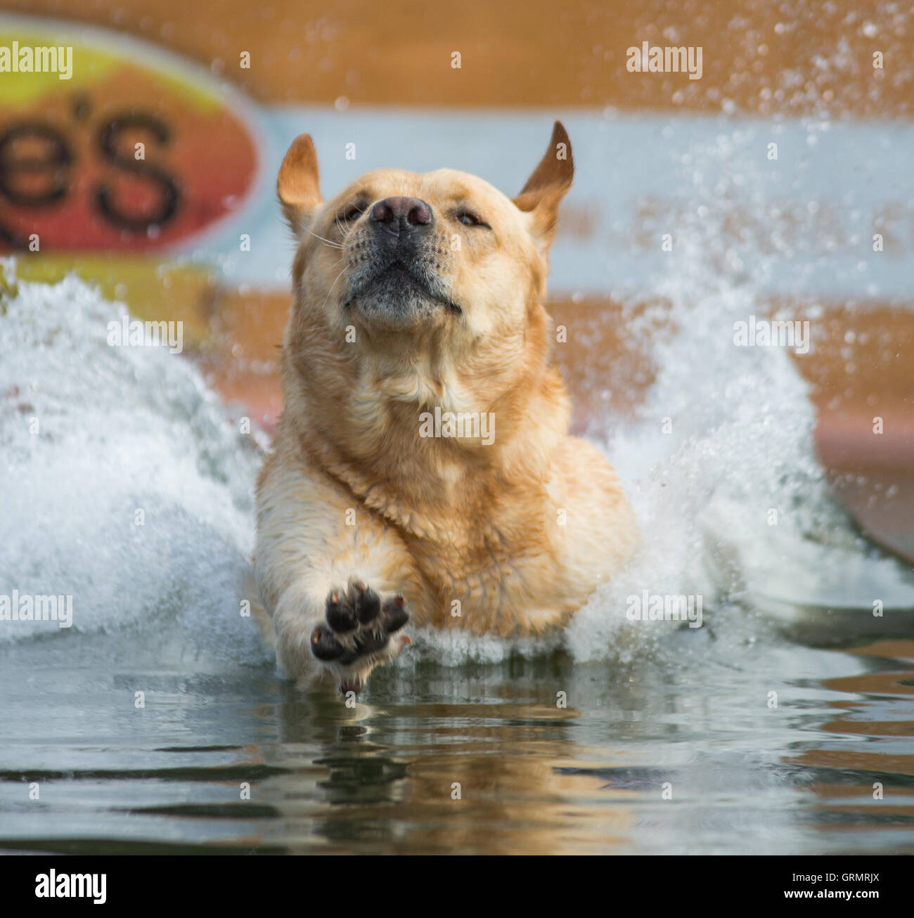 Dock Dogs Jumping competition in Charleston, South Carolina. Dogs can
