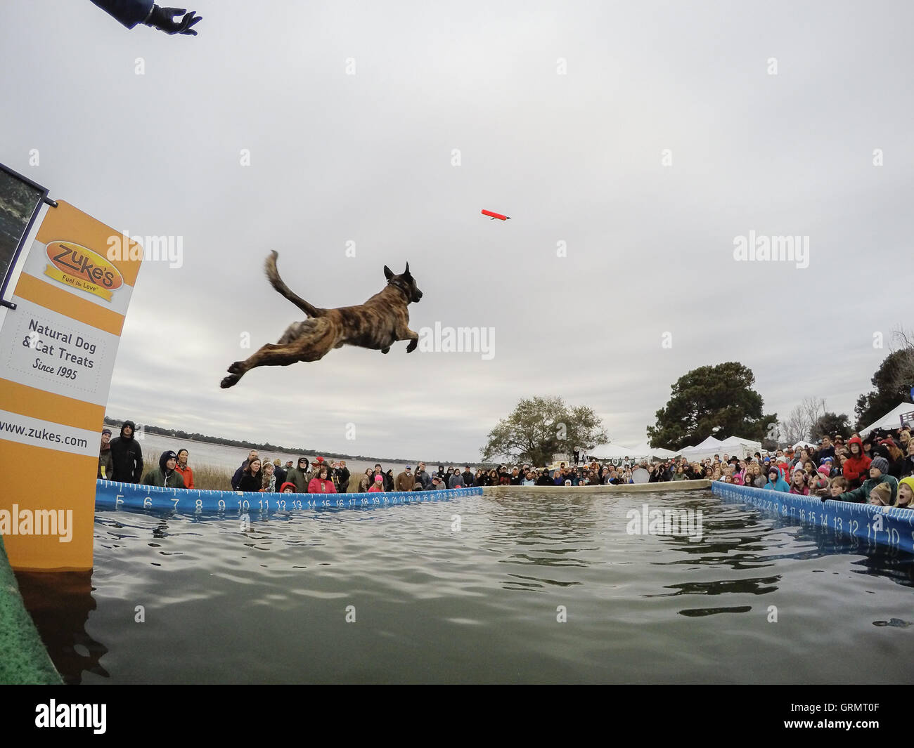 Dock Dogs Jumping competition in Charleston, South Carolina. Dogs can
