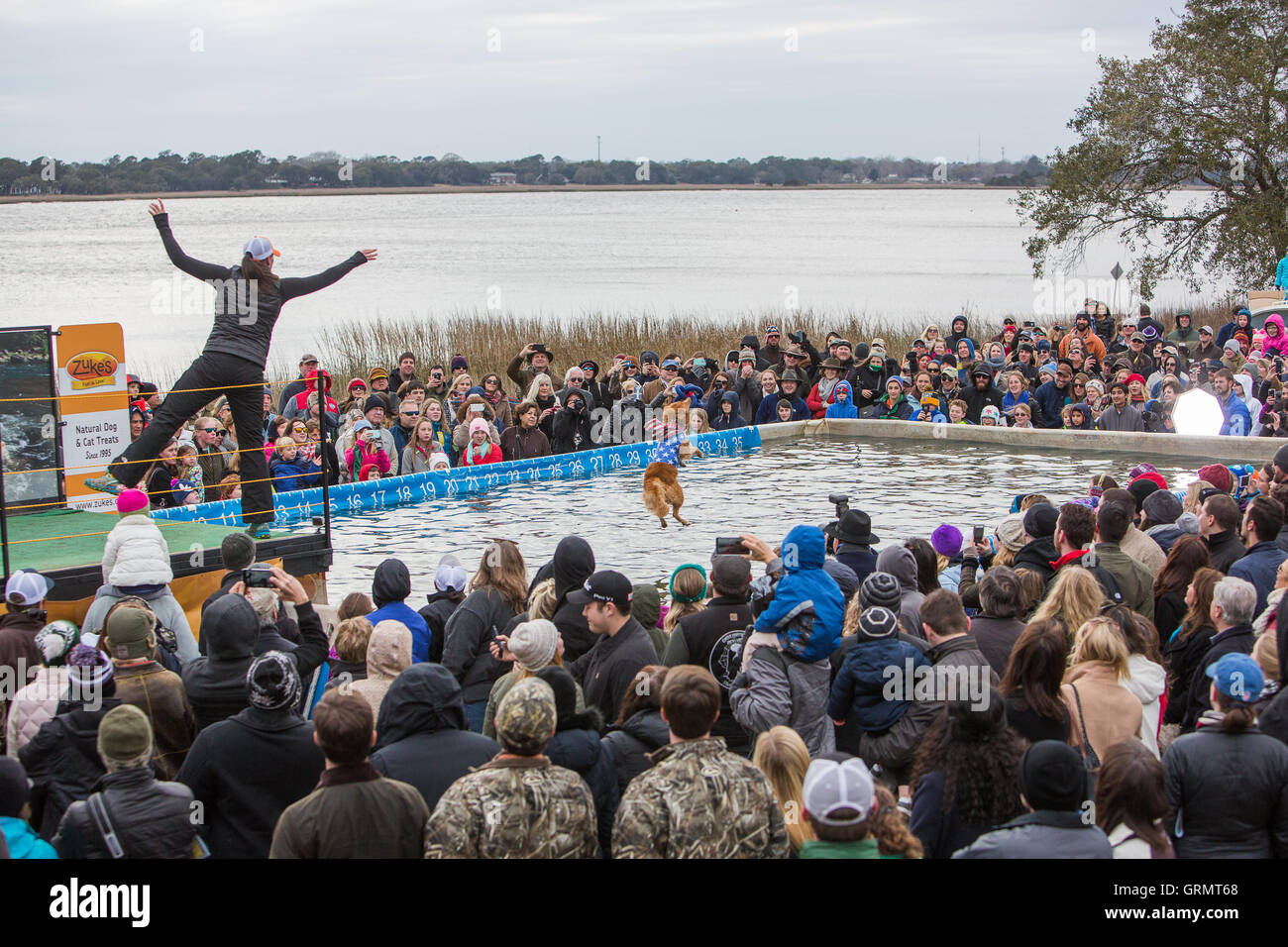 Dock Dogs Jumping competition in Charleston, South Carolina. Dogs can