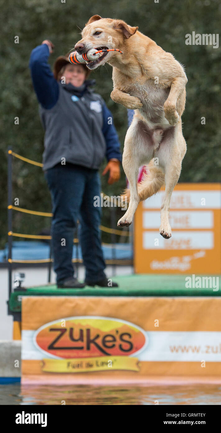 Dock Dog jumping competition in Charleston, South Carolina. Dogs can