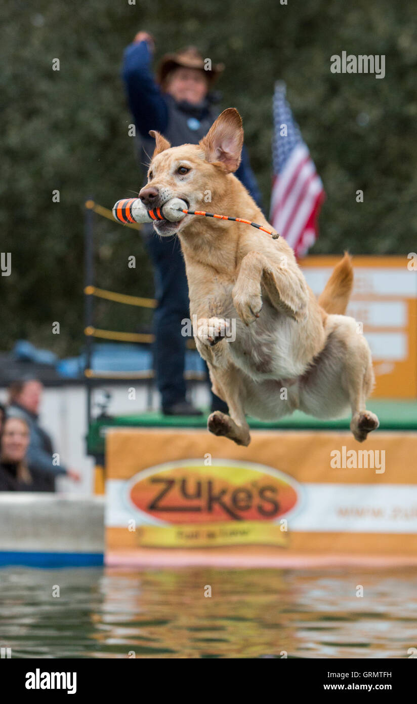 Dock Dog jumping competition in Charleston, South Carolina. Dogs can