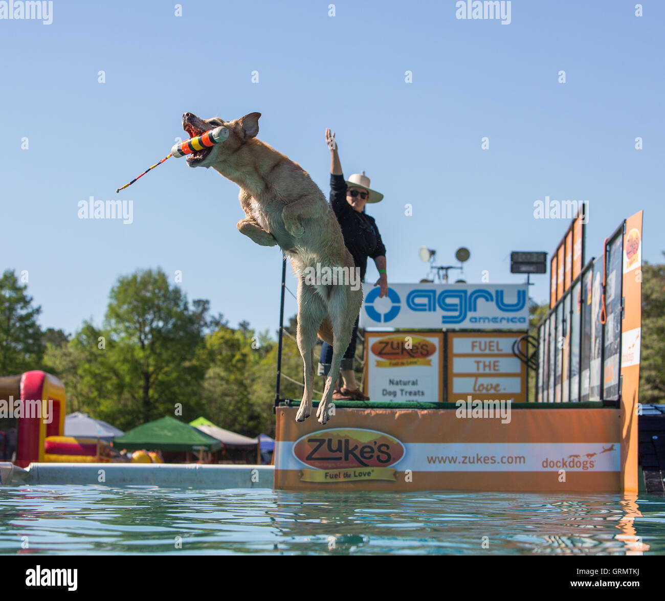 Dock Dog jumping competition in Charleston, South Carolina. Dogs can