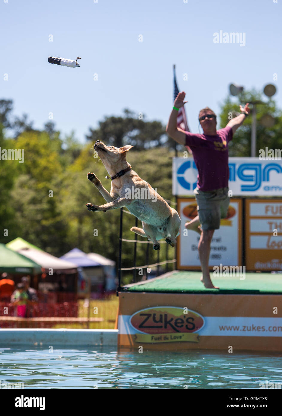 Dock Dog jumping competition in Charleston, South Carolina. Dogs can