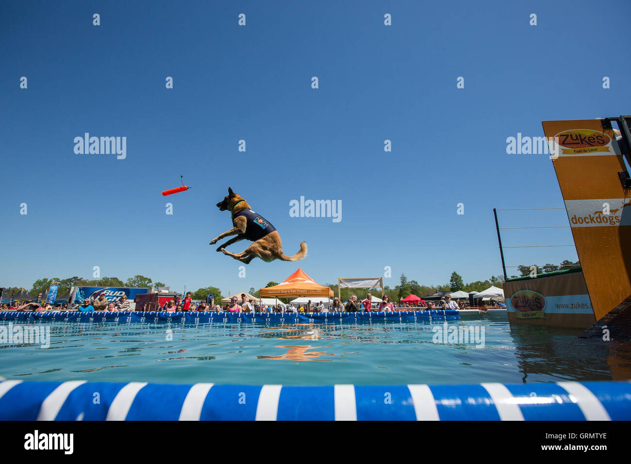 Dock Dog jumping competition in Charleston, South Carolina. Dogs can