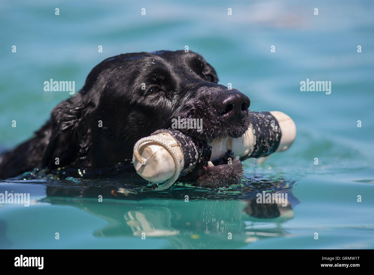 Dock Dog jumping competition in Charleston, South Carolina. Dogs can