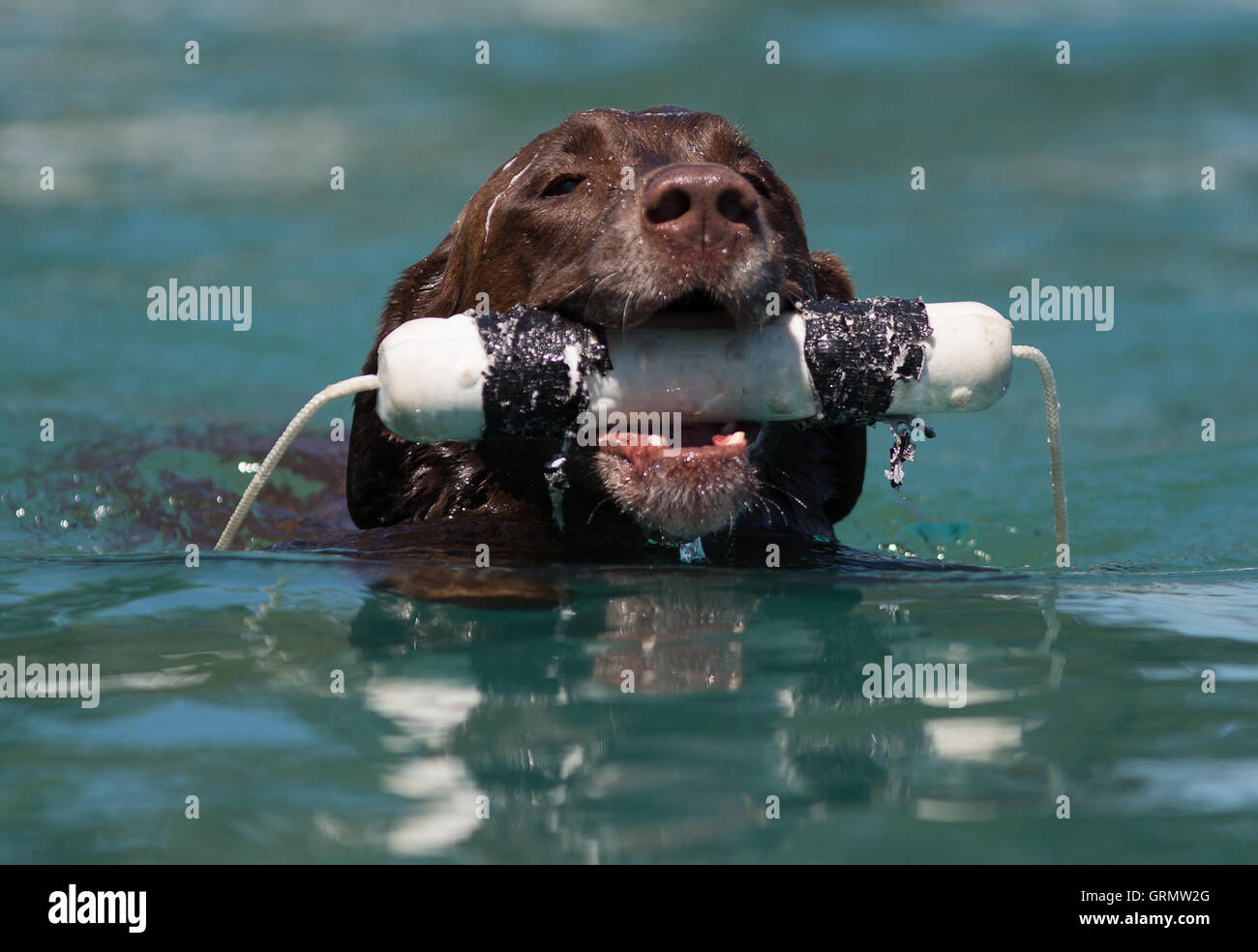 Dock Dog jumping competition in Charleston, South Carolina. Dogs can