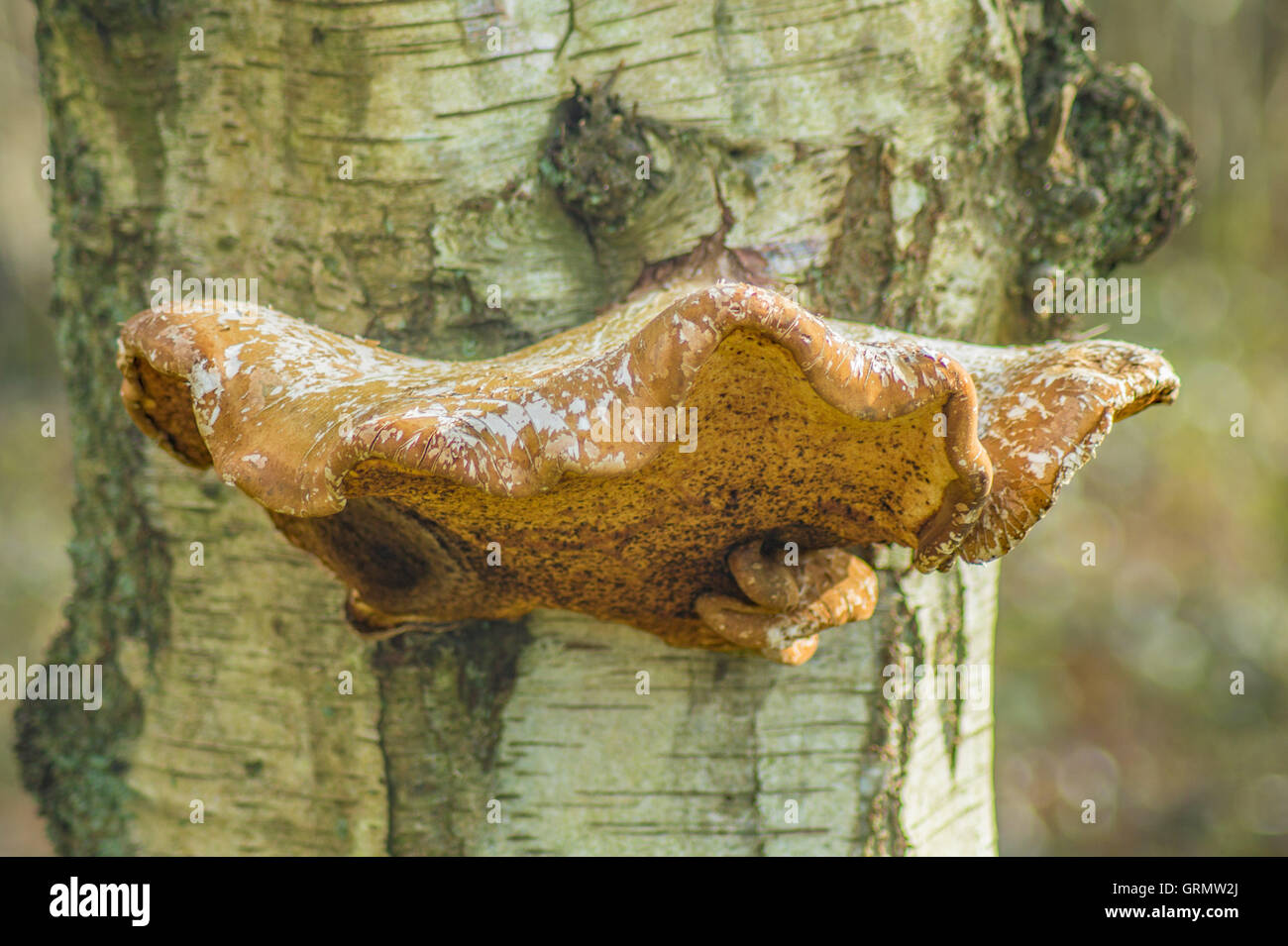 Close up image of an Orange tree fungus. Stock Photo