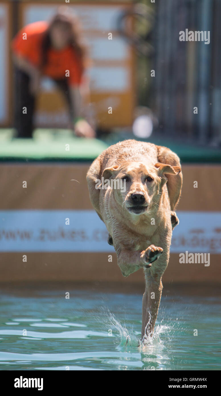 Dock Dog jumping competition in Charleston, South Carolina. Dogs can jump up to 30 feet off the dock. Stock Photo