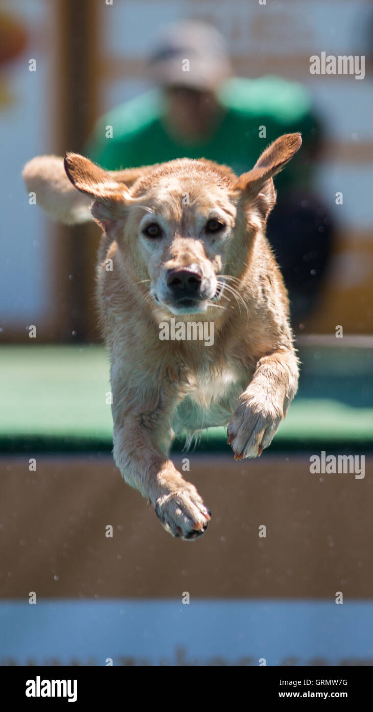 Dock Dog jumping competition in Charleston, South Carolina. Dogs can jump up to 30 feet off the dock. Stock Photo