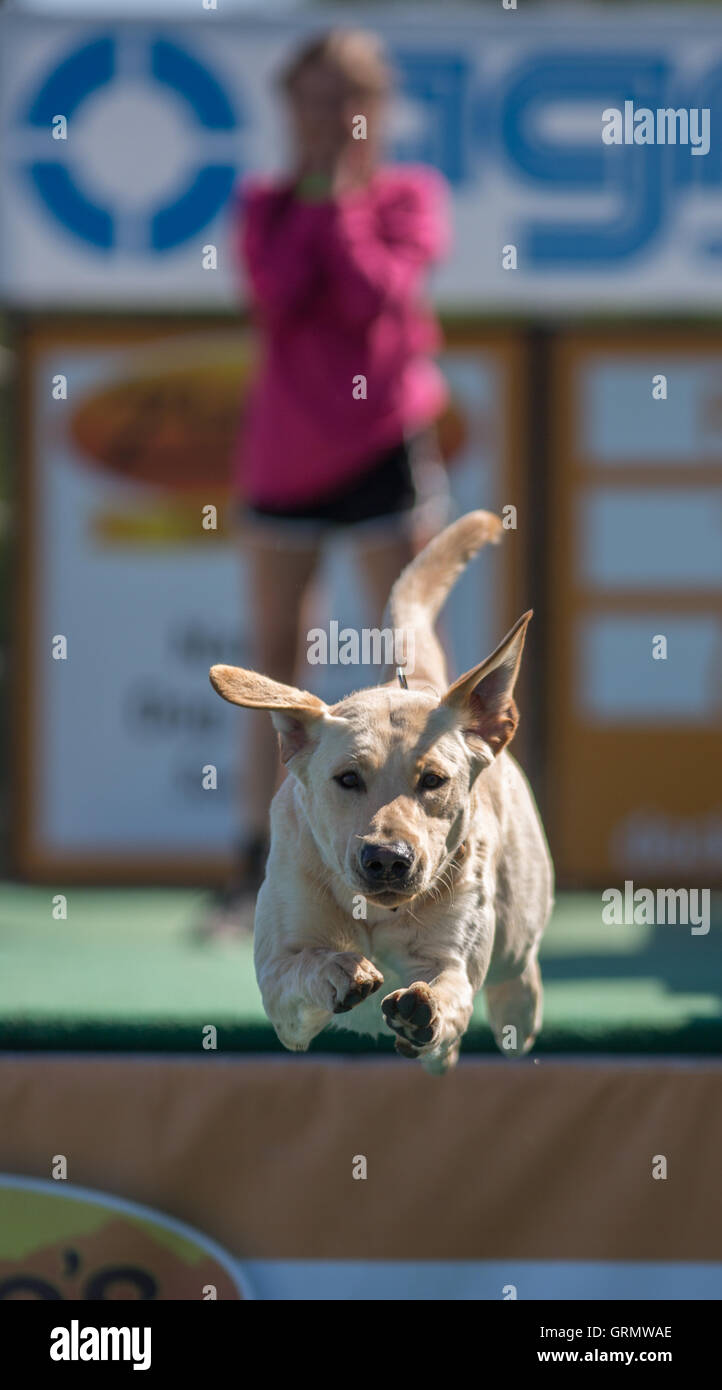 Dock Dog jumping competition in Charleston, South Carolina. Dogs can
