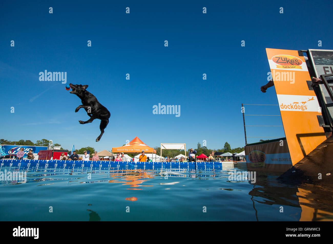 Dock Dog jumping competition in Charleston, South Carolina. Dogs can