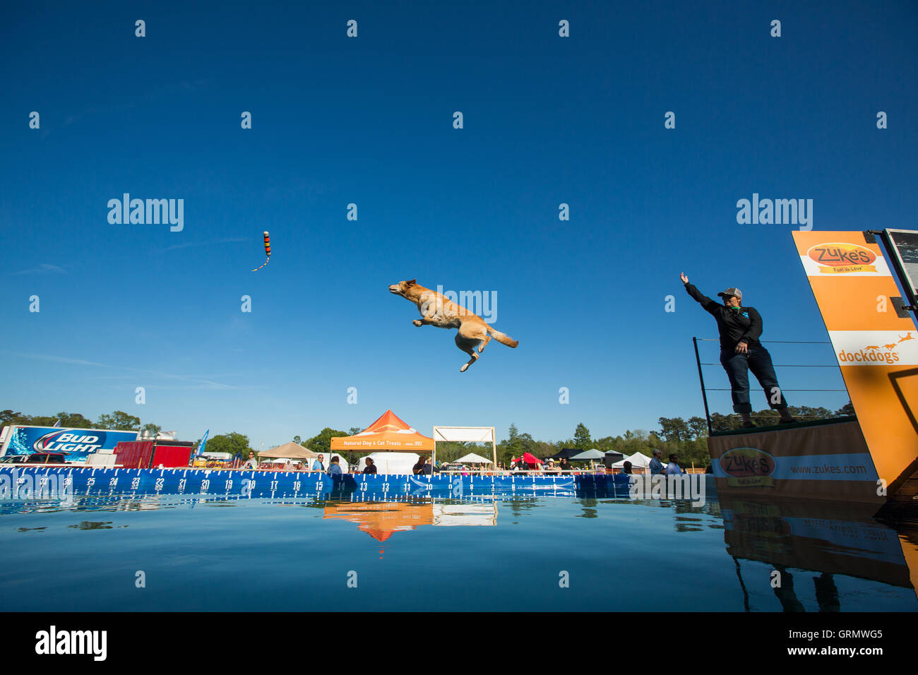 Dock Dog jumping competition in Charleston, South Carolina. Dogs can