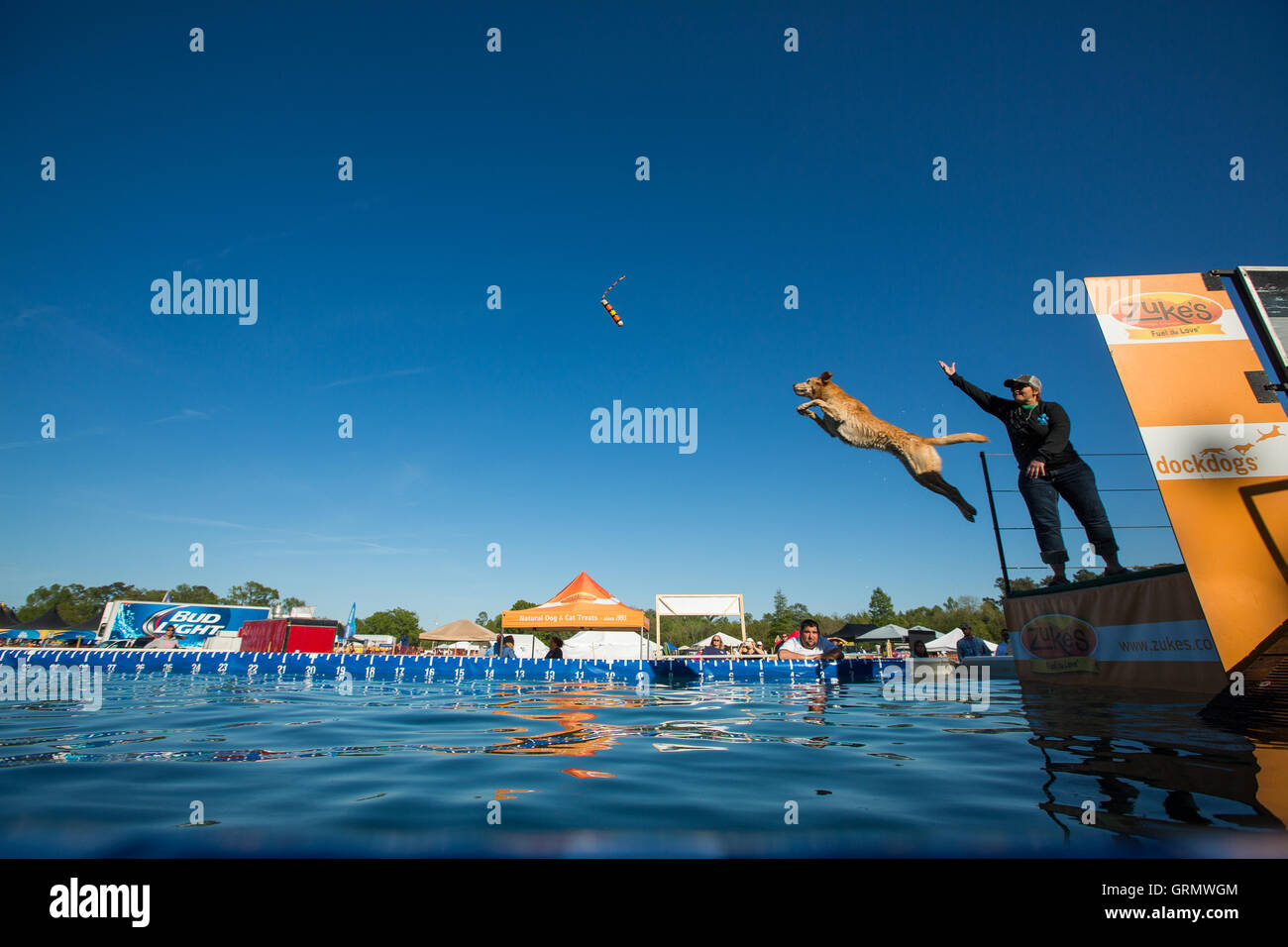 Dock Dog jumping competition in Charleston, South Carolina. Dogs can