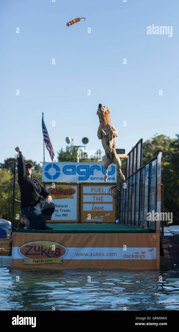 Dock Dog jumping competition in Charleston, South Carolina. Dogs can