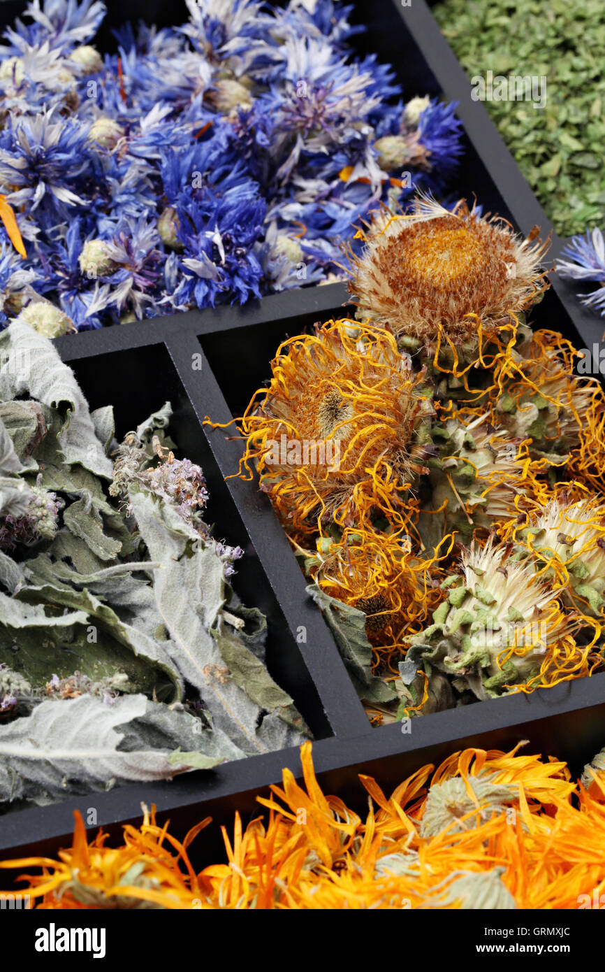 Assorted medical herbs Stock Photo