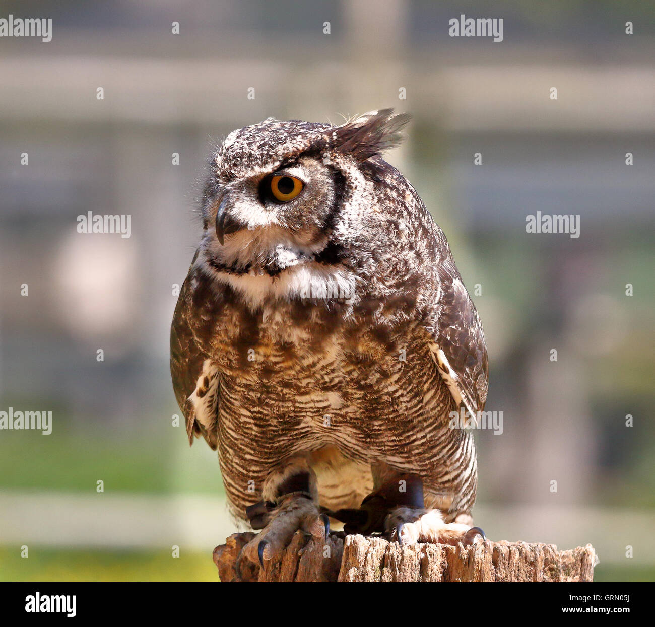 Short Eared Owl perched on a fence (Asio flammeus) Stock Photo