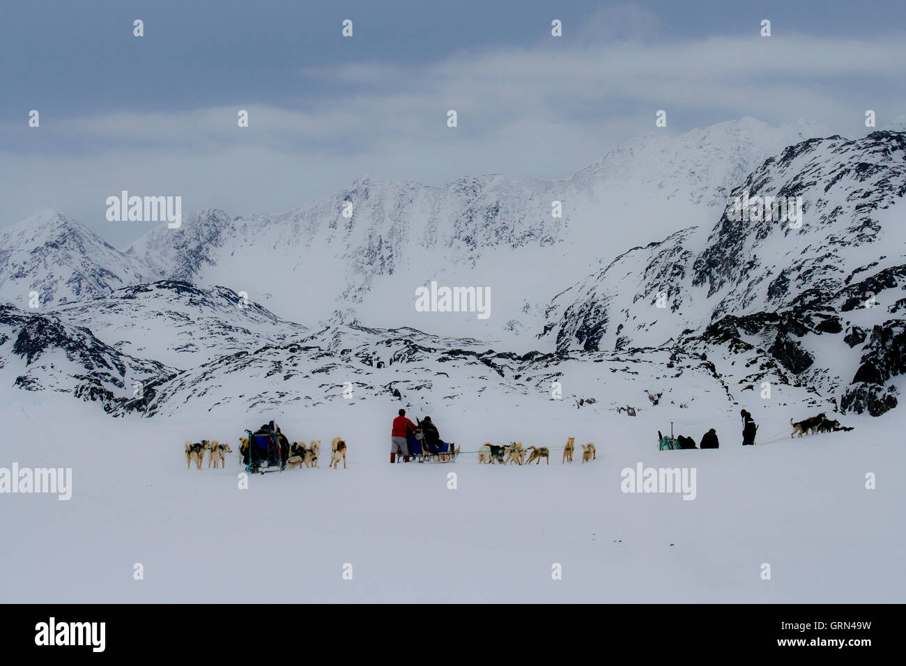 Sled dogs. Kulusuk. Greenland Stock Photo