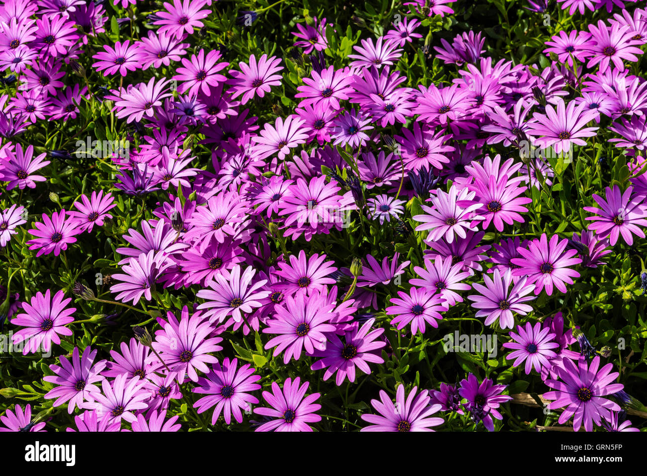 Carpet of Purple Osteospermum African daisies close-up in a garden.p Stock Photo