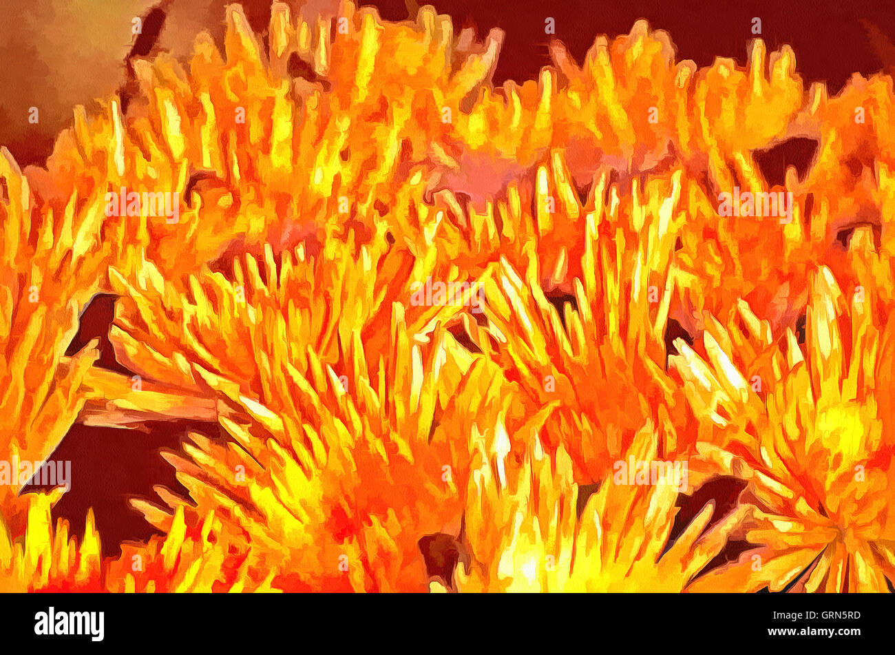 Chrysanthemum (Latin Chrysánthemum ) - genus of annual and perennial herbaceous plants Stock Photo