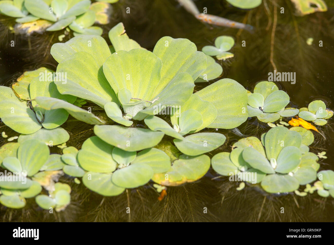 Mosquito fern or water fern close up Stock Photo